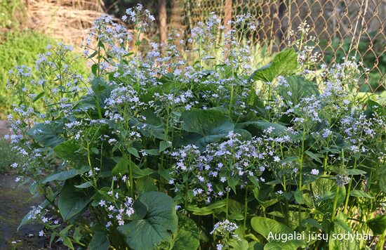 Brunera stambialapė (Brunnera macrophylla) 
